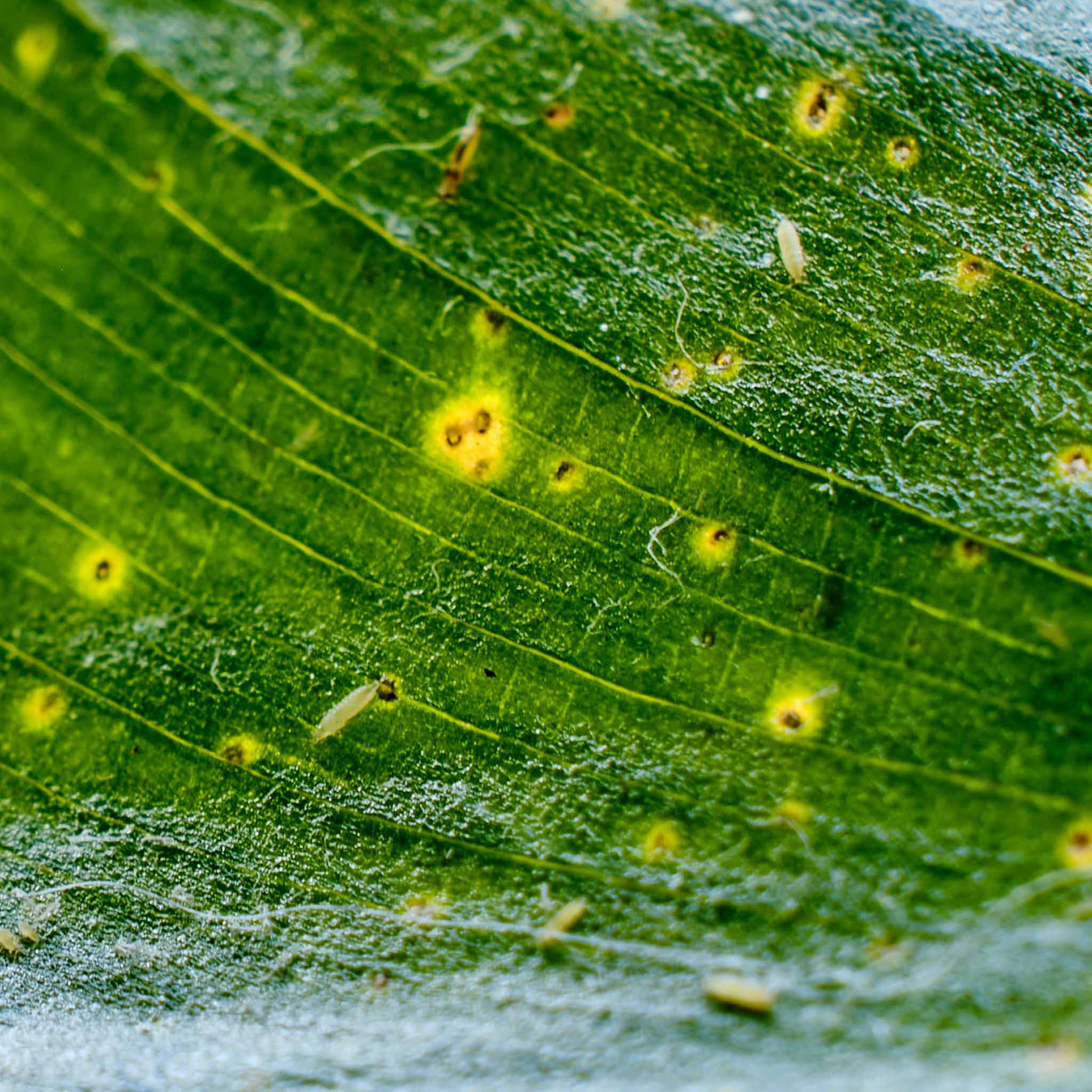 How to Get Rid of Thrips on Houseplants | Complete Guide  Perfect Plantista