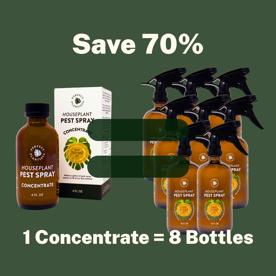 Houseplant Pest Spray Concentrate - Perfect Plantista