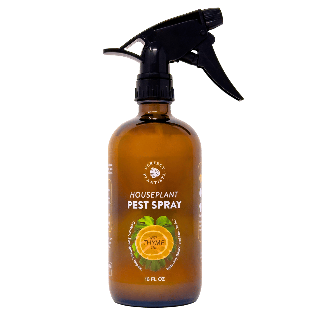 A picture of Perfect Plantista's Houseplant Pest Spray in the 16oz Variant that is in a beautifully designed glass bottle featuring a monstera leaf and orange blob with a black adjustable mister to cap it.