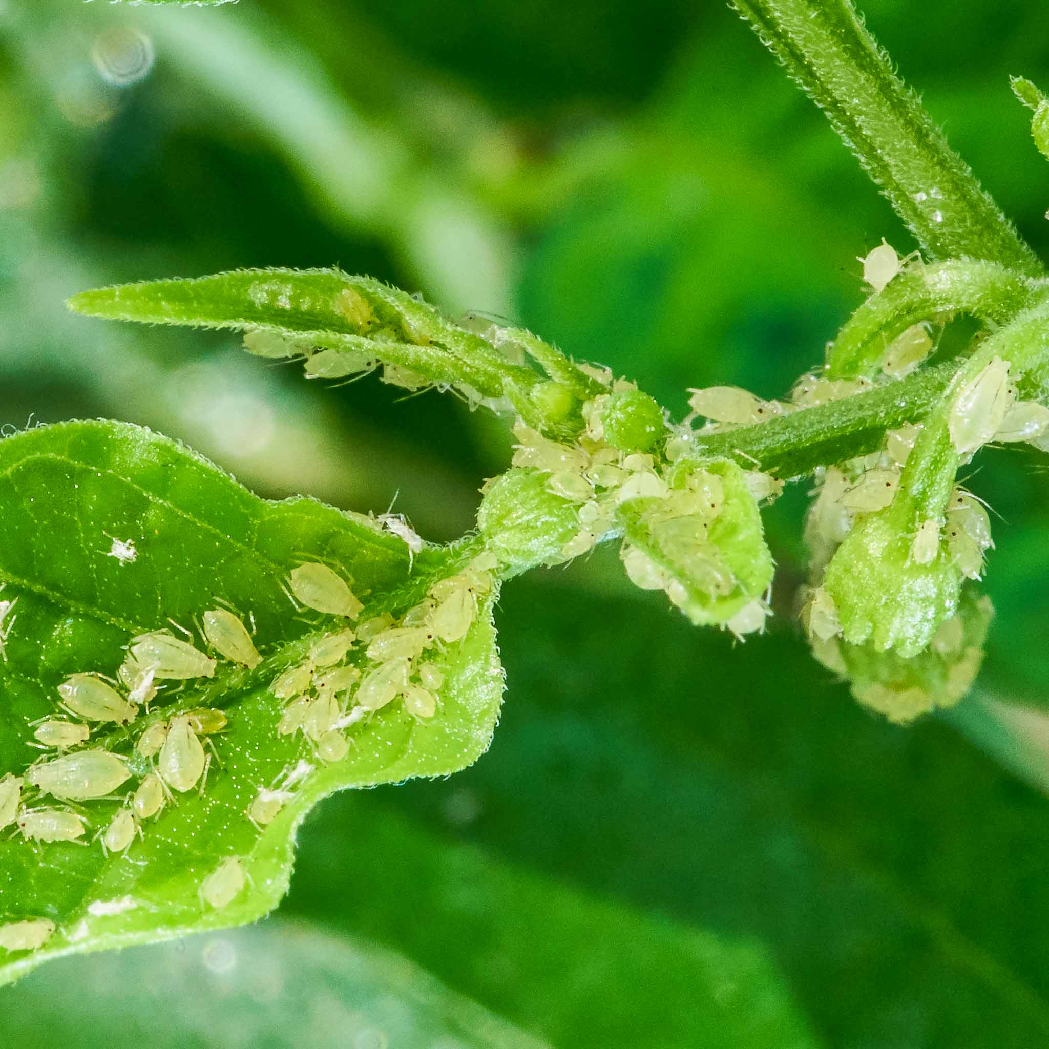 Pests_Smaller-5.jpg