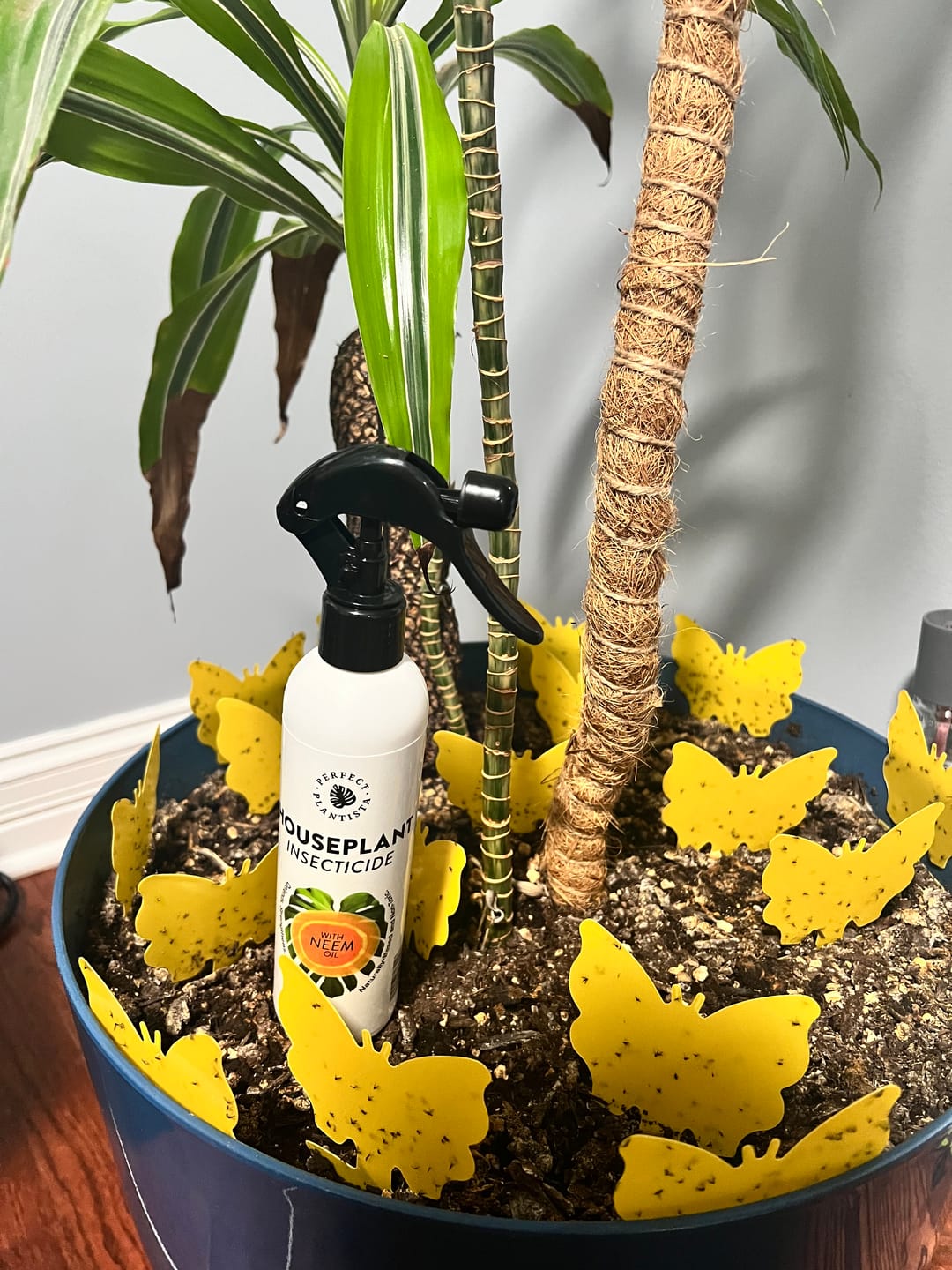 Perfect Plantista's Houseplant Insecticide in a plant with fungus gnats stuck to sticky traps.