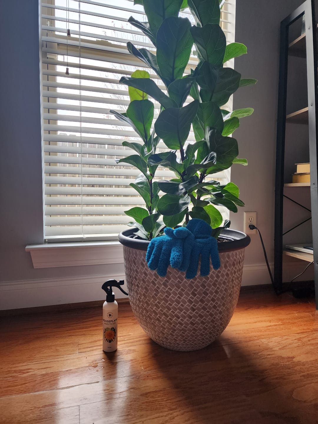 Perfect Plantista's Houseplant Insecticide standing tall next to a fiddle leaf fig that has just combated spider mites.
