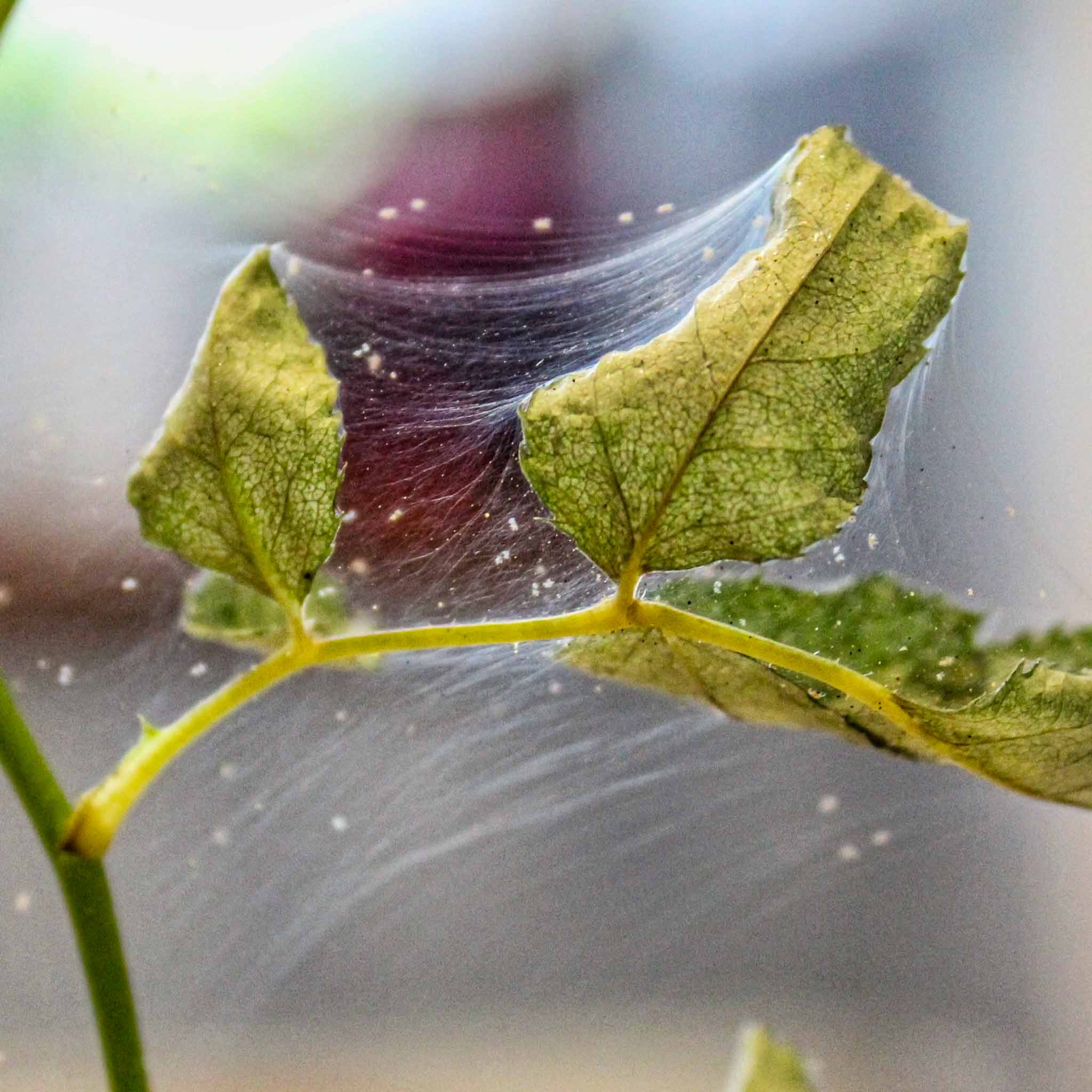 How to Get Rid of Spider Mites (Before They Turn Your Plants Into Dusty Skeletons)