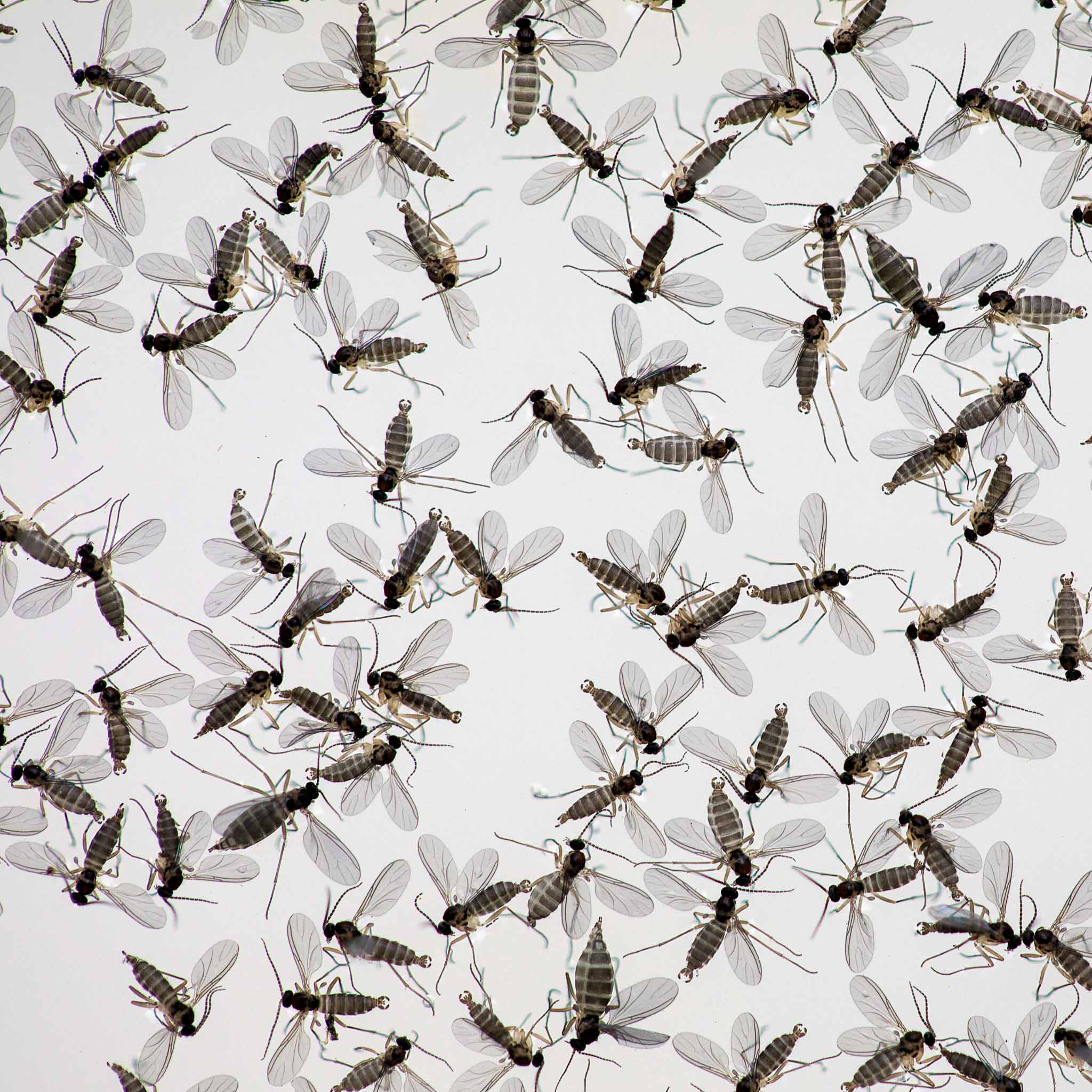 Irretating Insect How to Use Mosquito Bits to Get Rid of Fungus Gnats Effectively ...