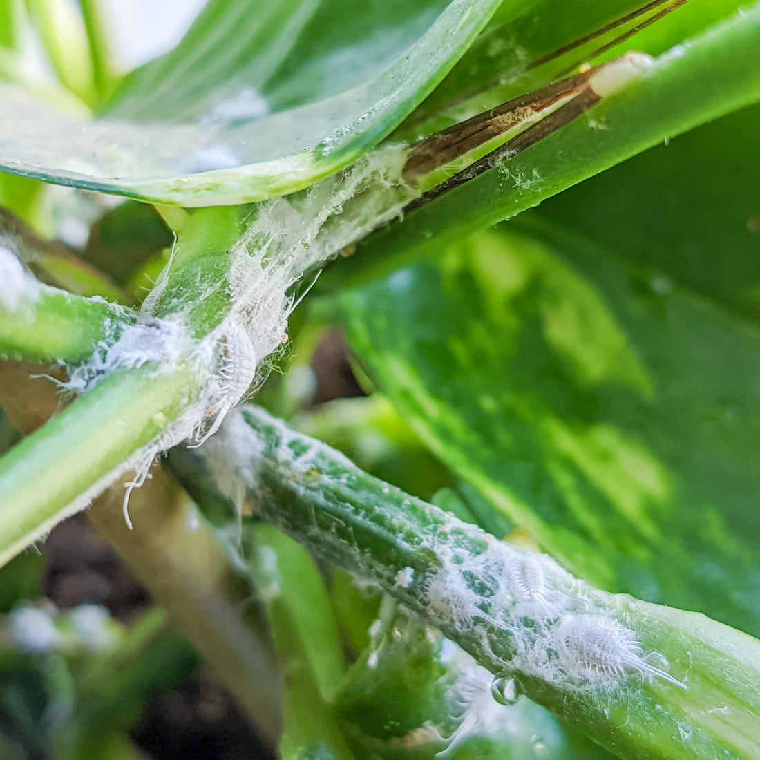 Indoor plant pests: How to get rid of bugs in indoor plants