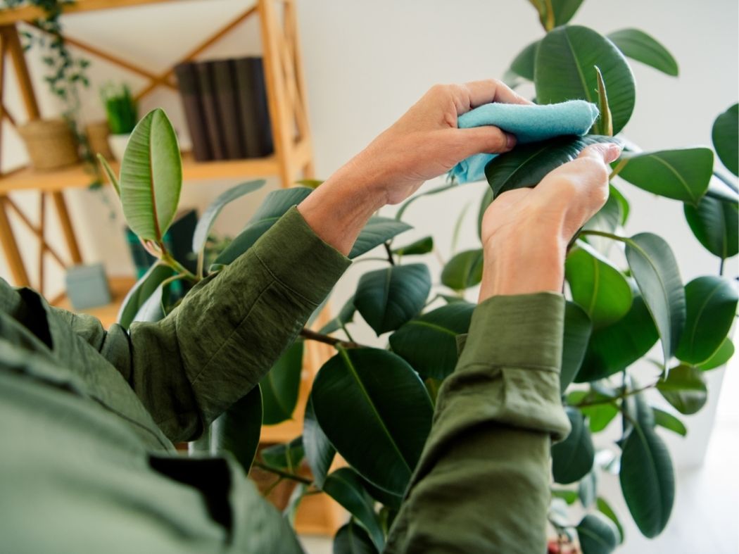 The Complete Guide to Natural Pest Control for Houseplants