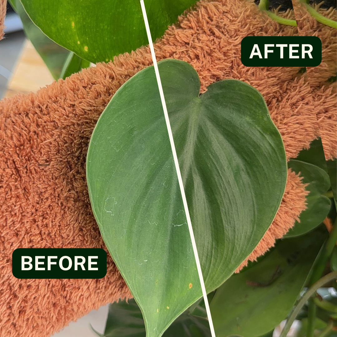 Houseplant Dusting Gloves - Perfect Plantista
