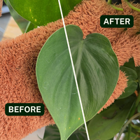 Houseplant Dusting Gloves - Perfect Plantista