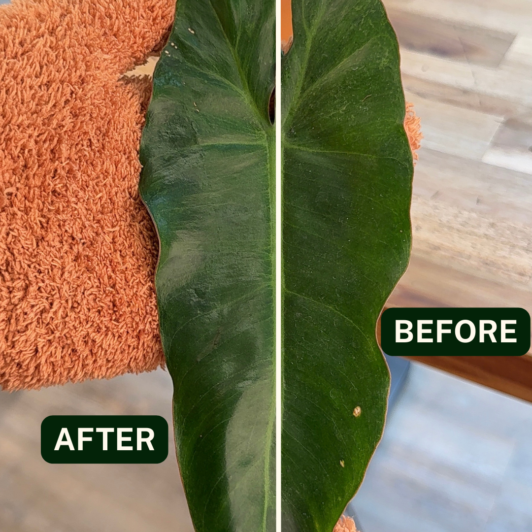 Houseplant Dusting Gloves - Perfect Plantista