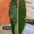 Houseplant Dusting Gloves - Perfect Plantista