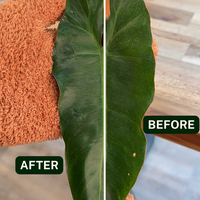 Houseplant Dusting Gloves - Perfect Plantista