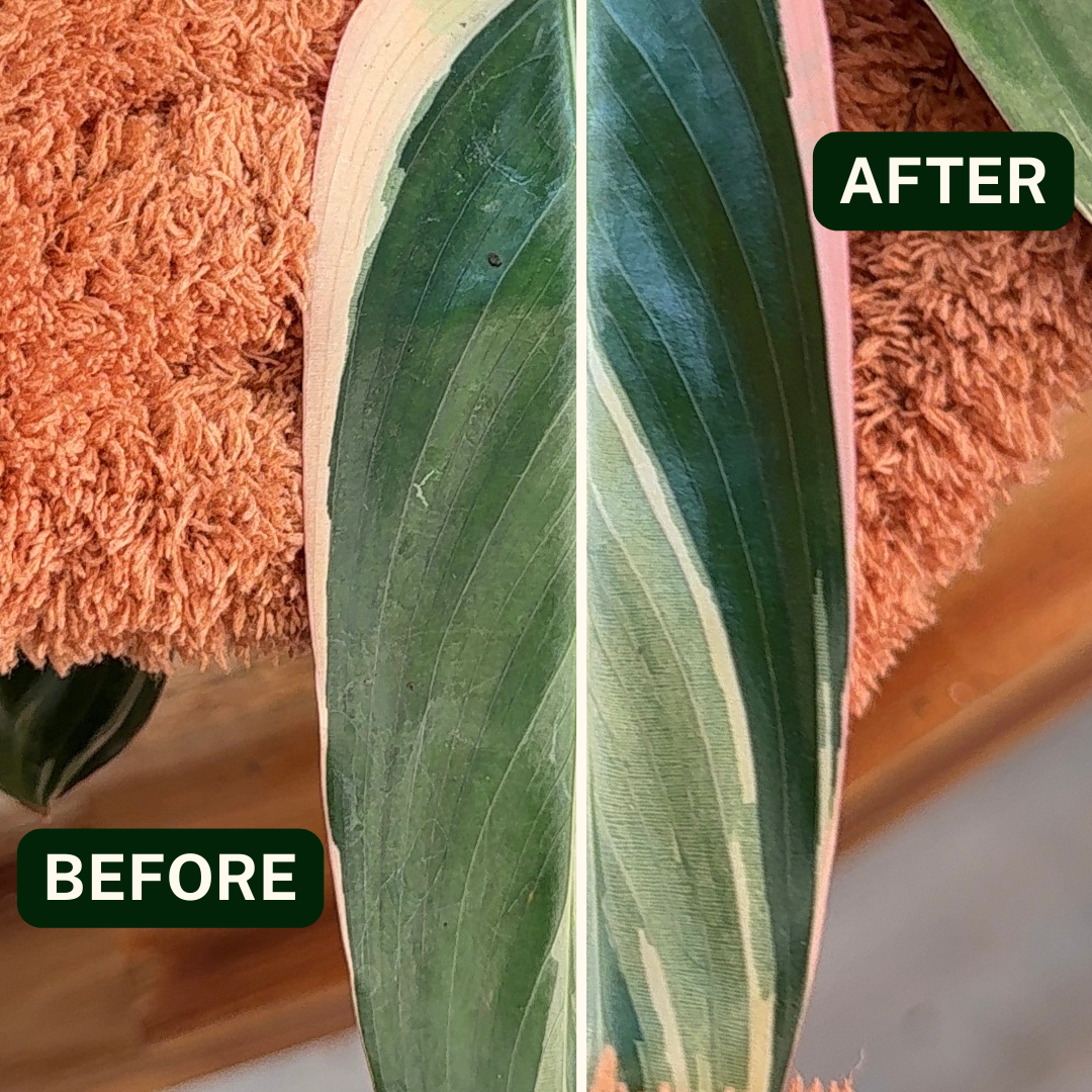 Houseplant Dusting Gloves - Perfect Plantista