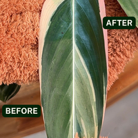 Houseplant Dusting Gloves - Perfect Plantista