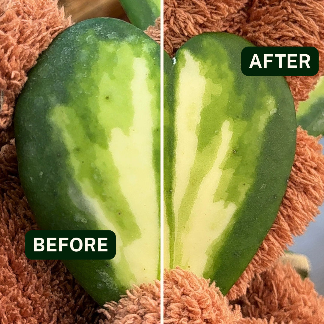 Houseplant Dusting Gloves - Perfect Plantista